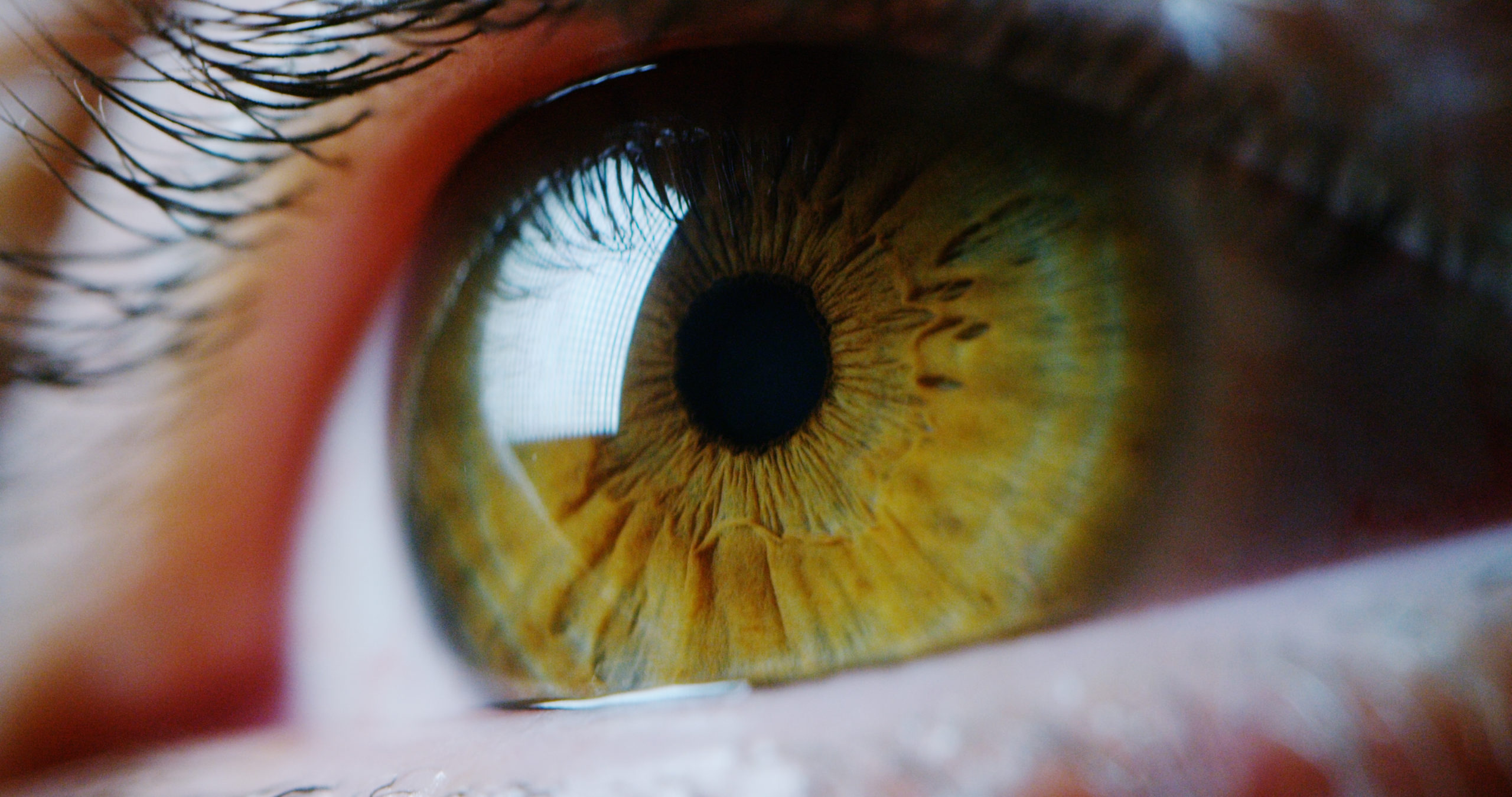 amniotic membrane